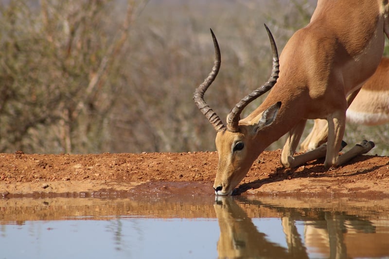 African Safari Lodge